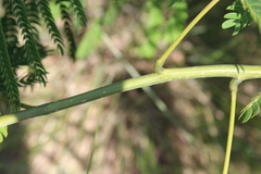 Albizia julibrissin