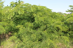Albizia julibrissin
