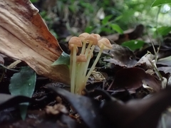 Marasmius cohaerens lachnophyllus