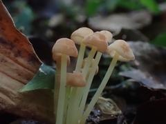 Marasmius cohaerens lachnophyllus