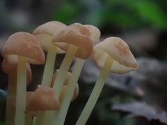 Marasmius cohaerens lachnophyllus