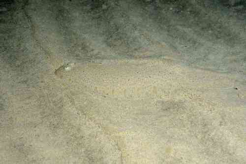 Cadenat's sole (Pegusa cadenati) — Soleidae