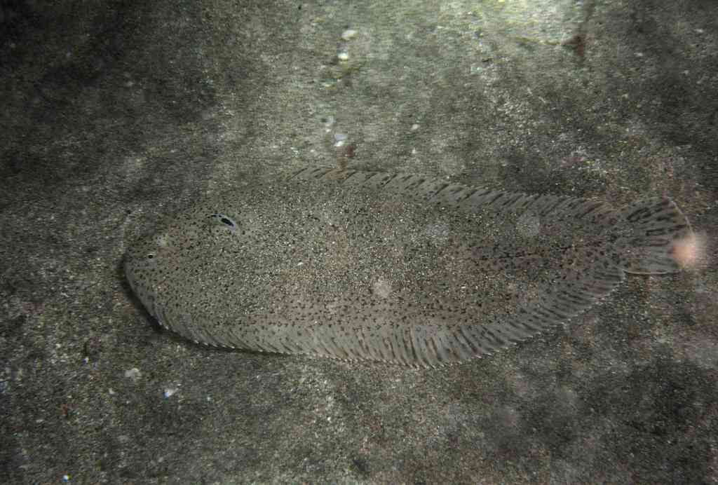 Cadenat's Sole
