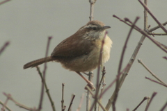 Thryothorus ludovicianus