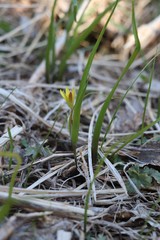 Gagea granulosa