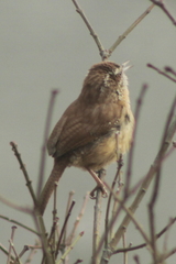 Thryothorus ludovicianus