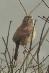 Thryothorus ludovicianus