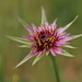 Purple Salsify - Photo (c) pajo, some rights reserved (CC BY-NC), uploaded by pajo
