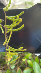 Desmodium incanum image