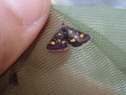 vijačka zlatoškvrnná (Pyrausta aurata)