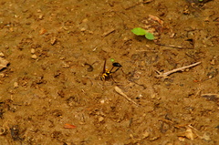 Sceliphron fistularium