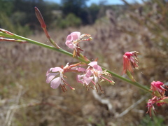 Oenothera podocarpa