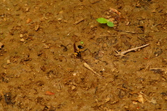 Sceliphron fistularium