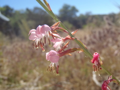 Oenothera podocarpa