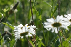 Leucanthemum