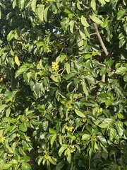 Cordia subcordata