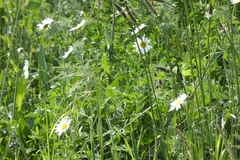 Leucanthemum