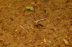 Sceliphron fistularium