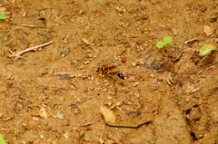 Sceliphron fistularium