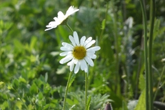Leucanthemum