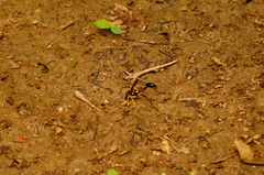 Sceliphron fistularium