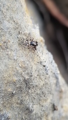 Salticus zebraneus