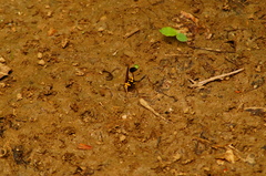 Sceliphron fistularium