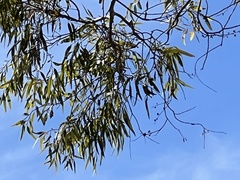 Acacia salicina