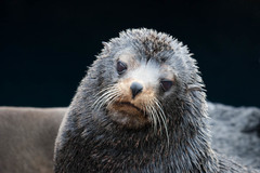 Arctocephalus galapagoensis