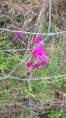 Gladiolus communis