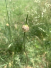 Allium sativum
