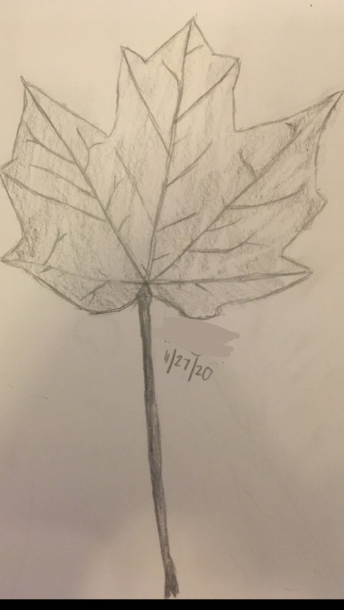 Acer platanoides, Pennsylvania, US
