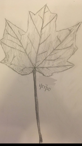 Norway maple (Acer platanoides)