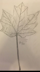 Acer platanoides