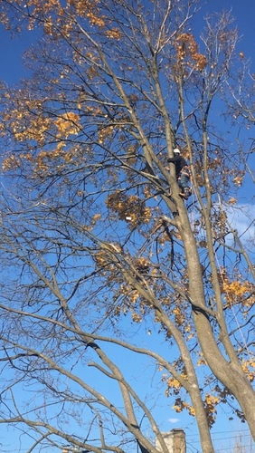 Acer platanoides