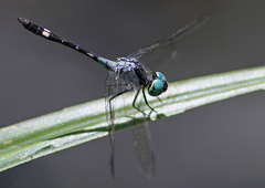 Nephepeltia phryne