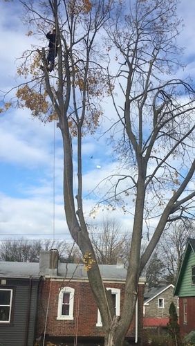 Acer platanoides