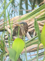 Butorides virescens image
