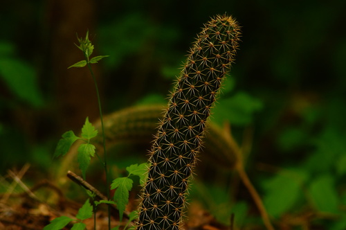 Acanthocereus oaxacensis