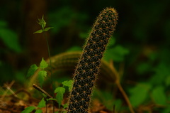 Acanthocereus oaxacensis
