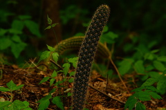 Acanthocereus oaxacensis