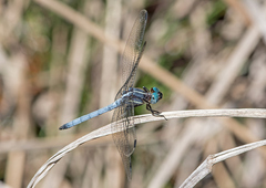 Dasythemis mincki