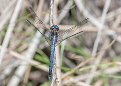 Dasythemis mincki