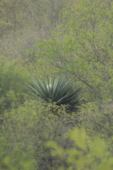 Yucca treculiana