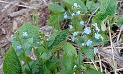Brunnera sibirica