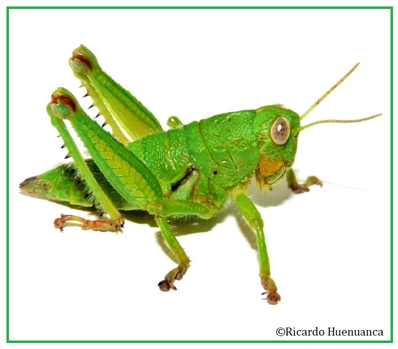Antandrus viridis
