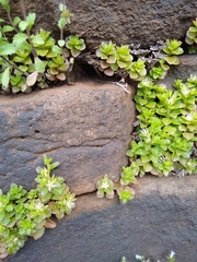 Phedimus stellatus