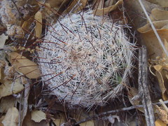 Mammillaria barbata