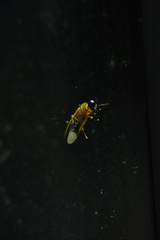 Abscondita