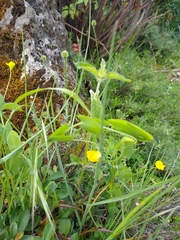 Lathyrus aphaca
